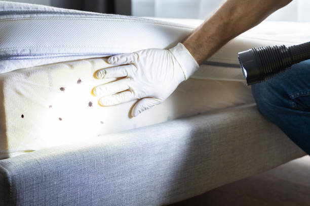 Best Termite Control Services  in Barnum Island, NY