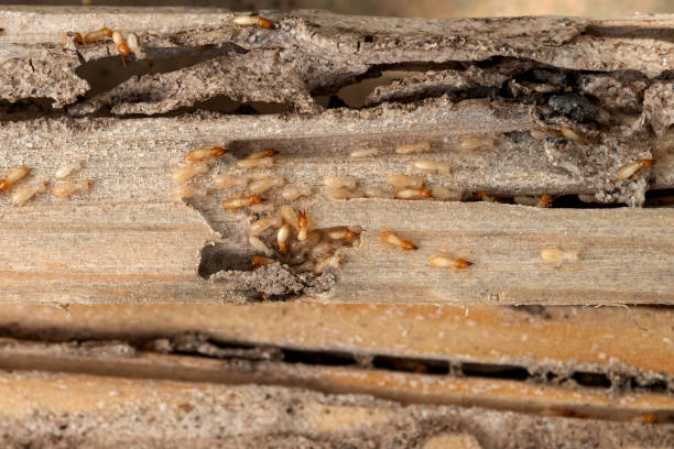 Best Exterminator Services  in Barnum Island, NY
